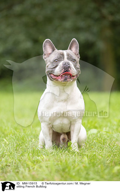 sitzende Franzsische Bulldogge / sitting French Bulldog / MW-15915