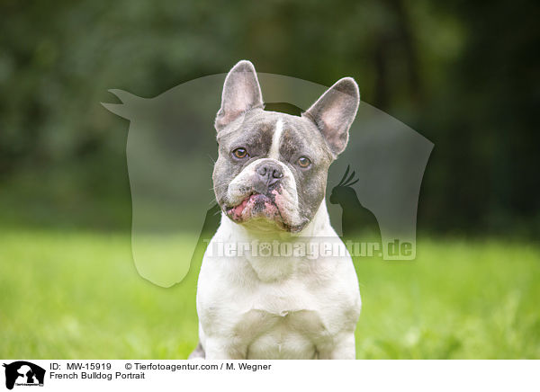 Franzsische Bulldogge Portrait / French Bulldog Portrait / MW-15919