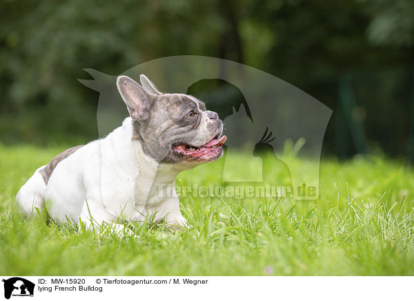 liegende Franzsische Bulldogge / lying French Bulldog / MW-15920