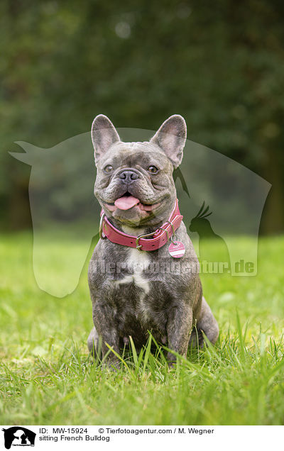 sitzende Franzsische Bulldogge / sitting French Bulldog / MW-15924