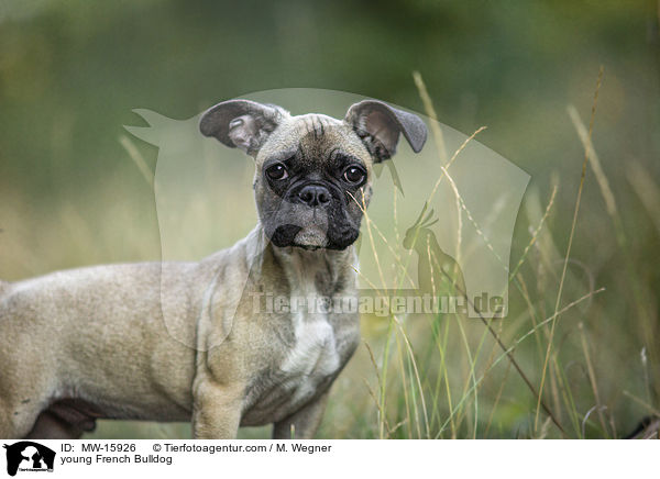 junge Franzsische Bulldogge / young French Bulldog / MW-15926