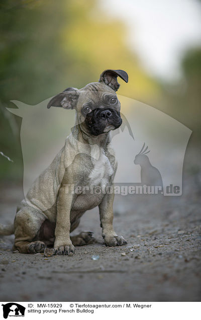 sitzende junge Franzsische Bulldogge / sitting young French Bulldog / MW-15929