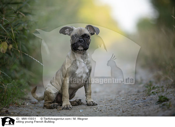 sitzende junge Franzsische Bulldogge / sitting young French Bulldog / MW-15931