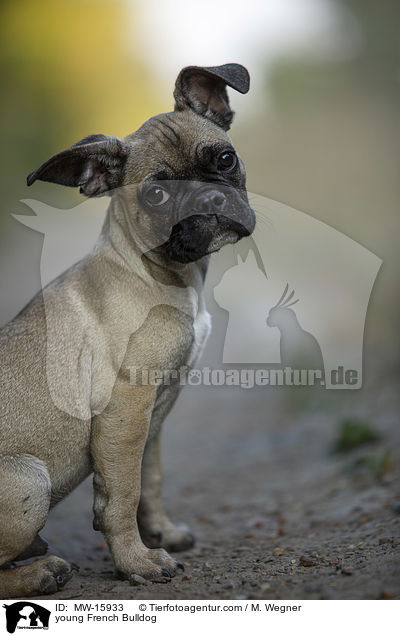 junge Franzsische Bulldogge / young French Bulldog / MW-15933