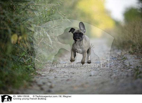 rennende junge Franzsische Bulldogge / running young French Bulldog / MW-15938