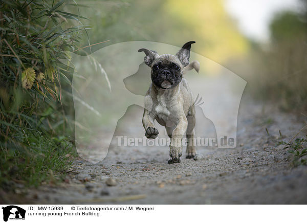 rennende junge Franzsische Bulldogge / running young French Bulldog / MW-15939