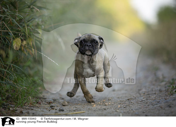 rennende junge Franzsische Bulldogge / running young French Bulldog / MW-15940