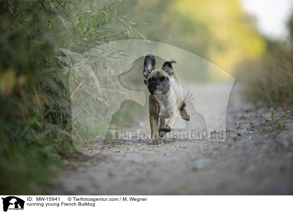 rennende junge Franzsische Bulldogge / running young French Bulldog / MW-15941