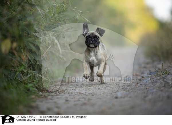 rennende junge Franzsische Bulldogge / running young French Bulldog / MW-15942