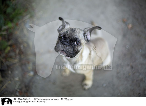 sitzende junge Franzsische Bulldogge / sitting young French Bulldog / MW-15945