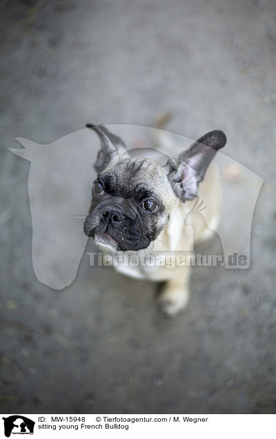 sitzende junge Franzsische Bulldogge / sitting young French Bulldog / MW-15948