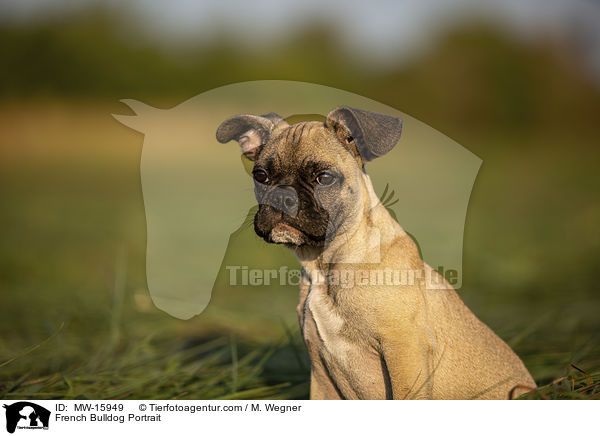 Franzsische Bulldogge Portrait / French Bulldog Portrait / MW-15949