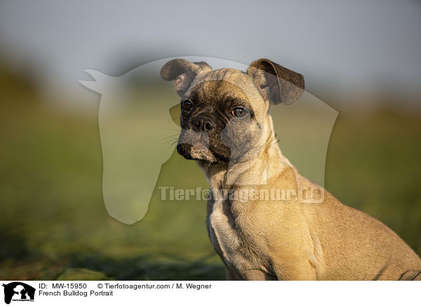 Franzsische Bulldogge Portrait / French Bulldog Portrait / MW-15950