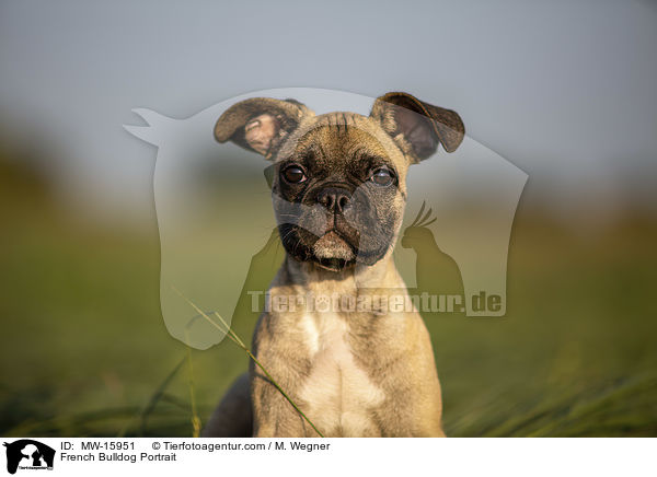 Franzsische Bulldogge Portrait / French Bulldog Portrait / MW-15951