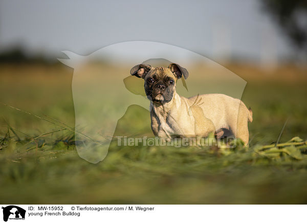 junge Franzsische Bulldogge / young French Bulldog / MW-15952