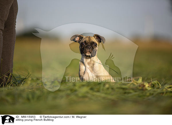 sitzende junge Franzsische Bulldogge / sitting young French Bulldog / MW-15953