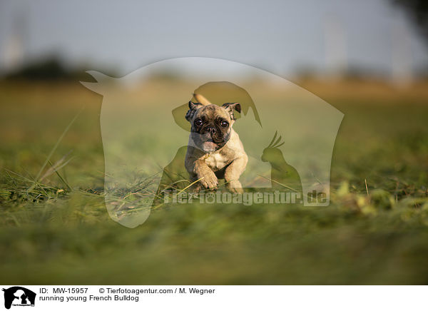 rennende junge Franzsische Bulldogge / running young French Bulldog / MW-15957