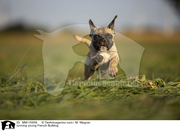 rennende junge Franzsische Bulldogge / running young French Bulldog / MW-15958