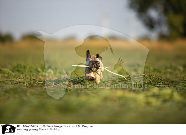 rennende junge Franzsische Bulldogge / running young French Bulldog / MW-15959