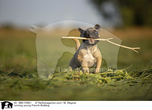 rennende junge Franzsische Bulldogge / running young French Bulldog / MW-15961