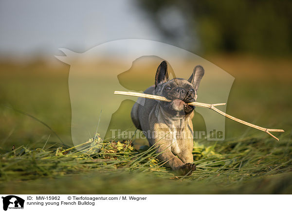 rennende junge Franzsische Bulldogge / running young French Bulldog / MW-15962