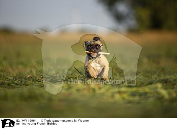 rennende junge Franzsische Bulldogge / running young French Bulldog / MW-15964