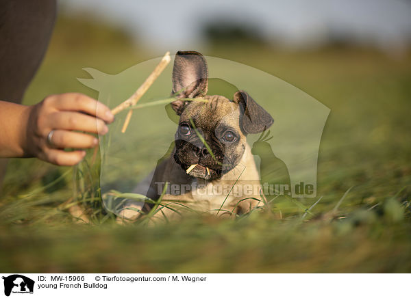 junge Franzsische Bulldogge / young French Bulldog / MW-15966