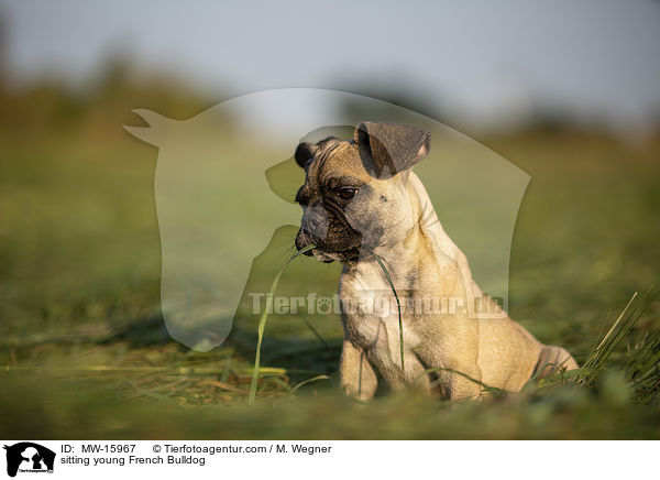 sitzende junge Franzsische Bulldogge / sitting young French Bulldog / MW-15967