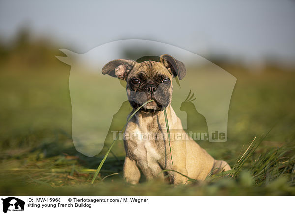 sitzende junge Franzsische Bulldogge / sitting young French Bulldog / MW-15968