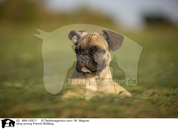 liegende junge Franzsische Bulldogge / lying young French Bulldog / MW-15971