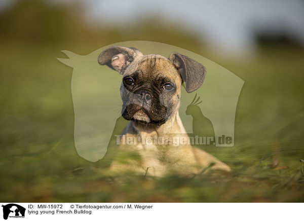 liegende junge Franzsische Bulldogge / lying young French Bulldog / MW-15972