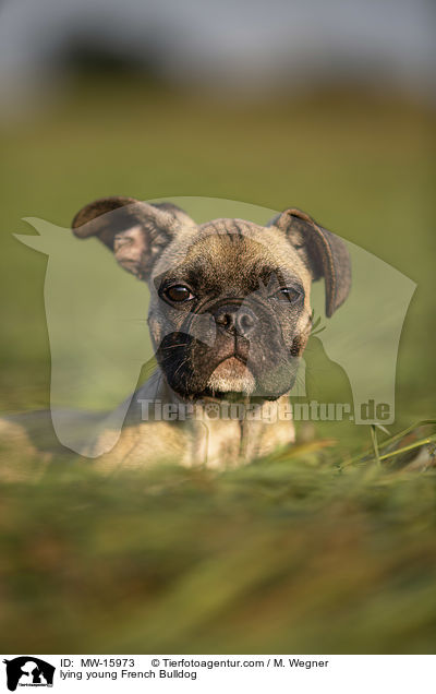 liegende junge Franzsische Bulldogge / lying young French Bulldog / MW-15973