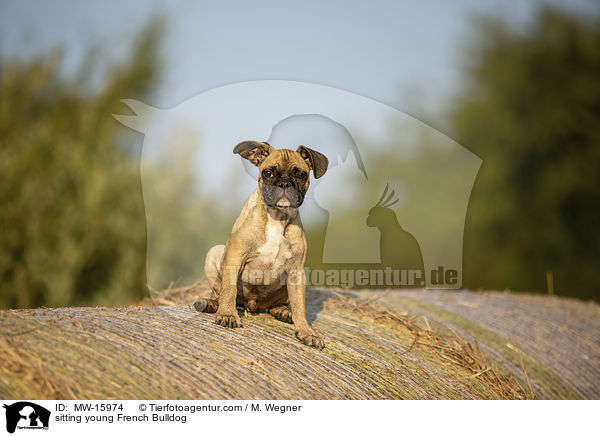 sitzende junge Franzsische Bulldogge / sitting young French Bulldog / MW-15974