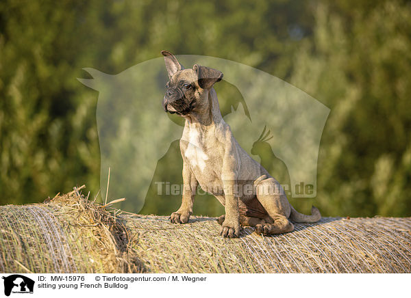 sitzende junge Franzsische Bulldogge / sitting young French Bulldog / MW-15976