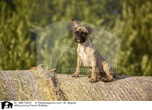 sitzende junge Franzsische Bulldogge / sitting young French Bulldog / MW-15978