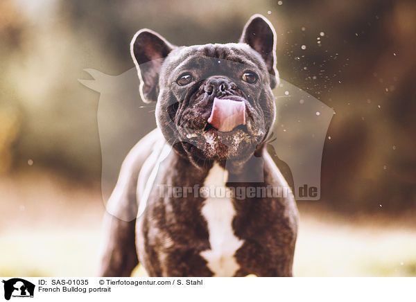 Franzsische Bulldogge Portrait / French Bulldog portrait / SAS-01035