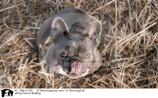 sitzende Franzsische Bulldogge / sitting French Bulldog / SIB-01140