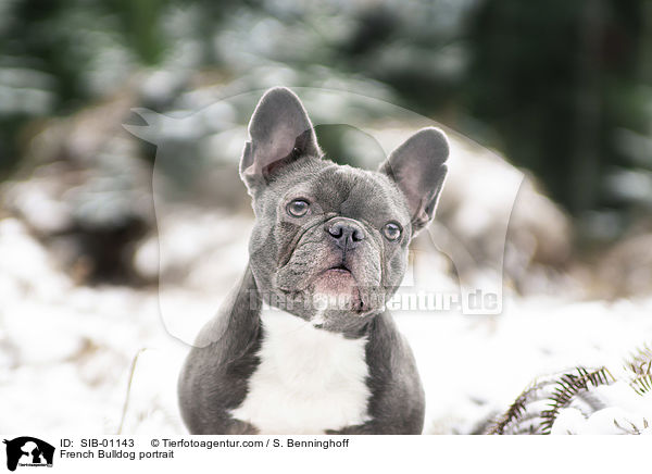 Franzsische Bulldogge Portrait / French Bulldog portrait / SIB-01143