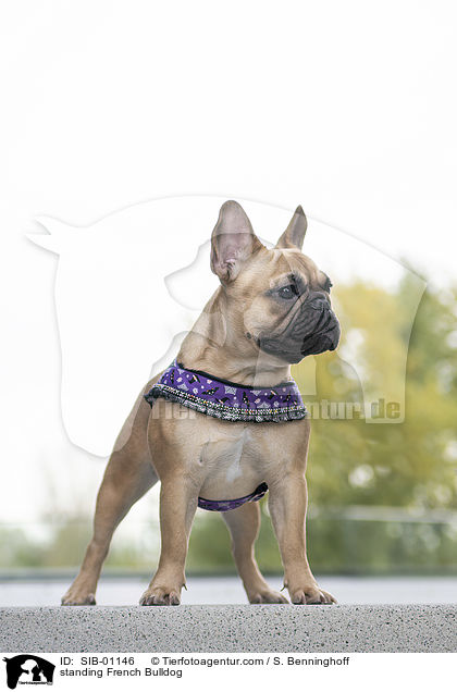 stehende Franzsische Bulldogge / standing French Bulldog / SIB-01146