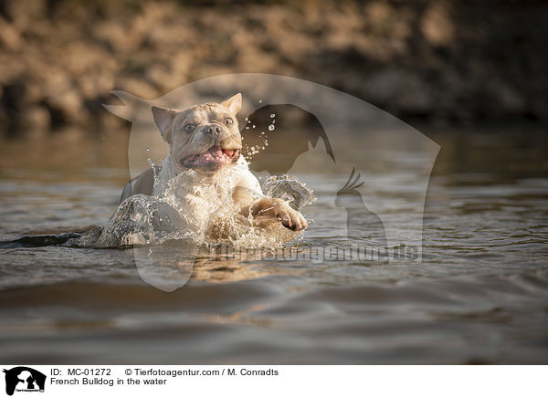 Franzsische Bulldogge im Wasser / French Bulldog in the water / MC-01272