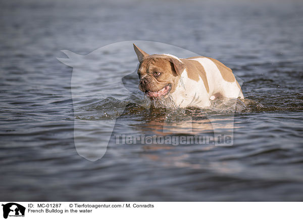 Franzsische Bulldogge im Wasser / French Bulldog in the water / MC-01287