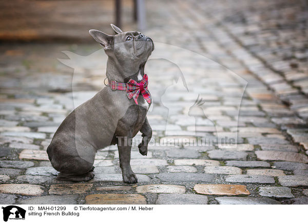 sitzende Franzsische Bulldogge / sitting French Bulldog / MAH-01299