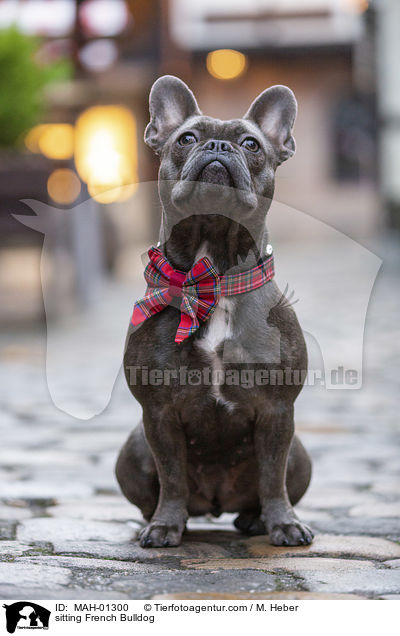 sitzende Franzsische Bulldogge / sitting French Bulldog / MAH-01300