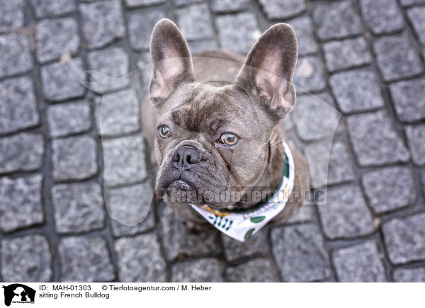 sitzende Franzsische Bulldogge / sitting French Bulldog / MAH-01303