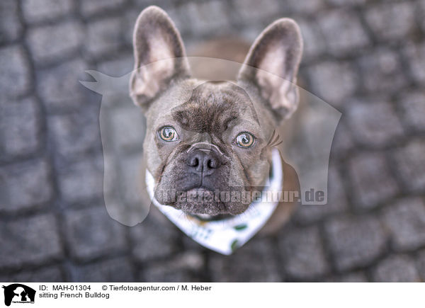 sitzende Franzsische Bulldogge / sitting French Bulldog / MAH-01304