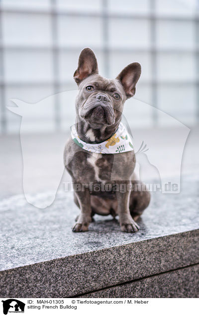 sitzende Franzsische Bulldogge / sitting French Bulldog / MAH-01305