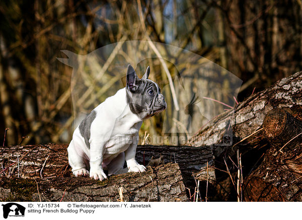 sitzender Franzsische Bulldogge Welpe / sitting French Bulldog Puppy / YJ-15734