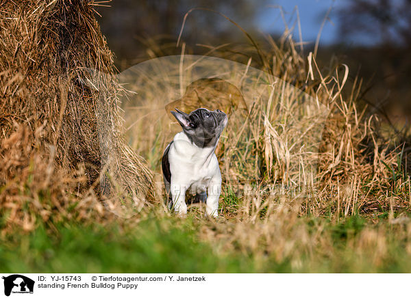 stehender Franzsische Bulldogge Welpe / standing French Bulldog Puppy / YJ-15743