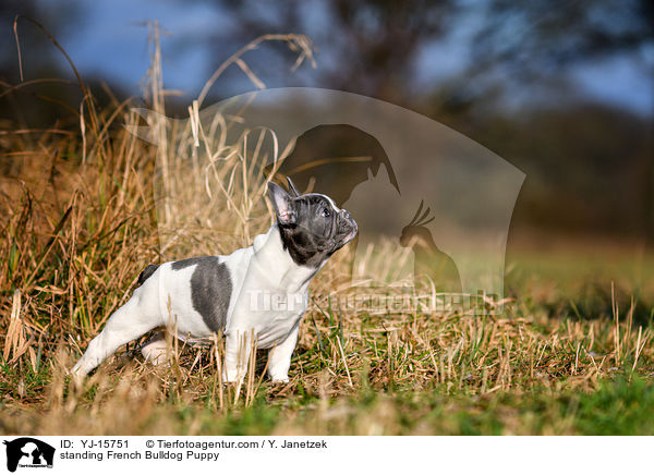 stehender Franzsische Bulldogge Welpe / standing French Bulldog Puppy / YJ-15751