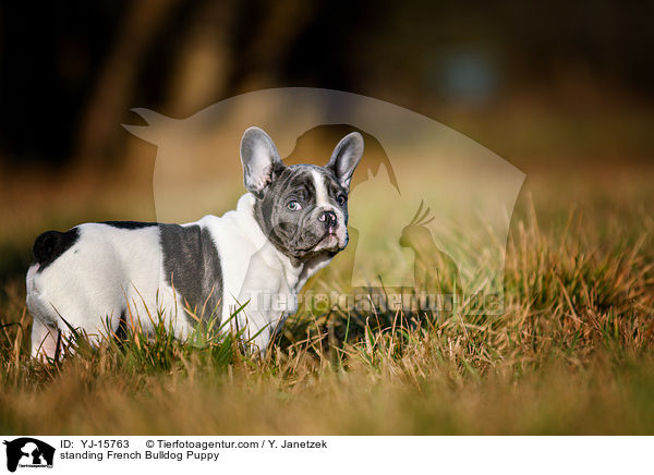 stehender Franzsische Bulldogge Welpe / standing French Bulldog Puppy / YJ-15763